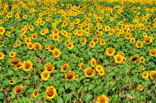 向日葵田图片下载