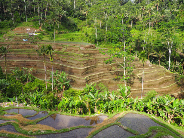巴厘岛无尽的稻田图片下载