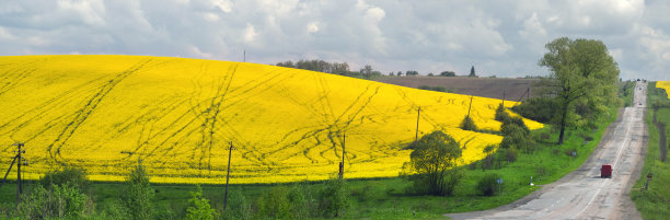油菜地和公路图片下载