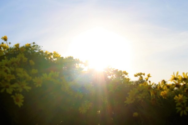 太阳射线雏菊图片下载