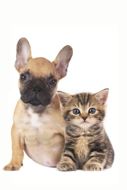 小狗和小猫一起在白色的背景图片下载