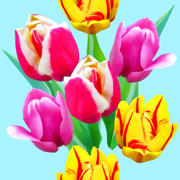 郁金香。花型纹理无缝。花背景，照片拼贴图片下载