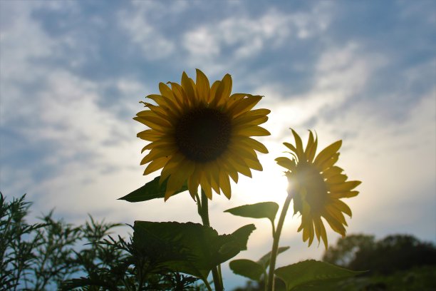 向日葵peak-a-boo图片下载