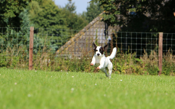 兼混血图片下载