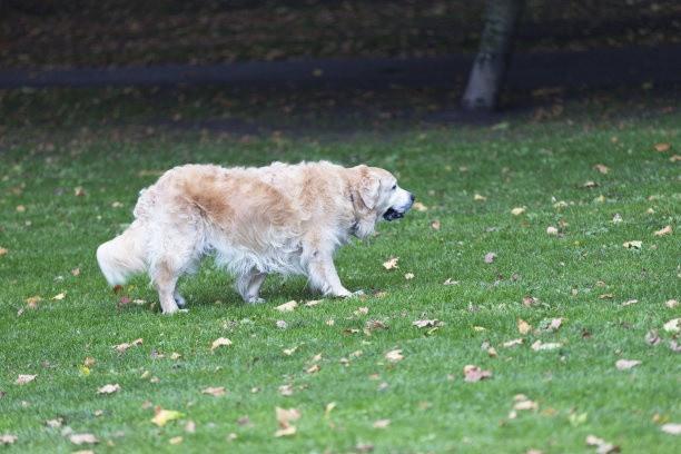 狗在公园散步图片下载