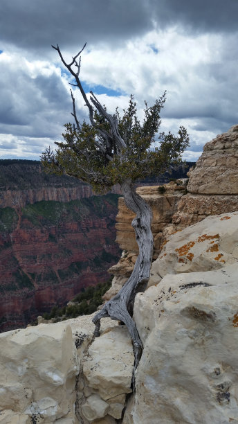 一棵孤独的树生长在大峡谷的岩石上图片下载
