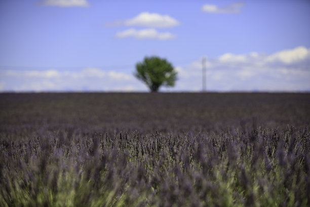 薰衣草花田图片下载