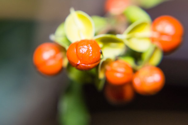 橘色花图片下载