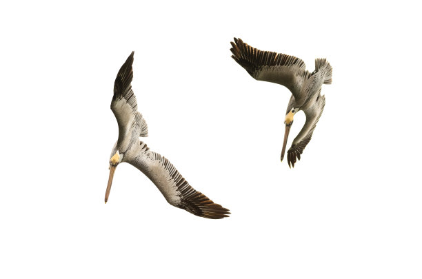 鹈鹕飞行潜水图片下载