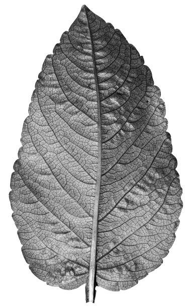 黑色和白色的花叶子上白色图片下载