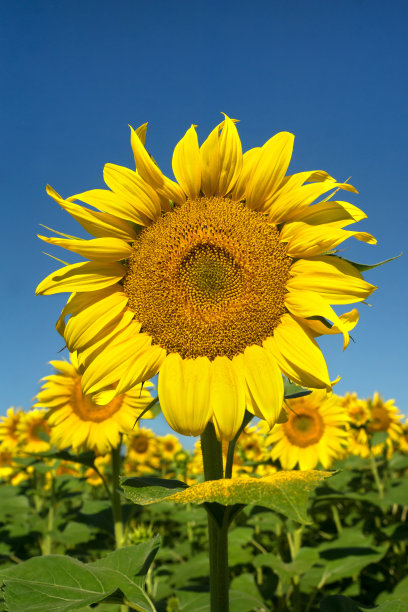 向日葵图片下载