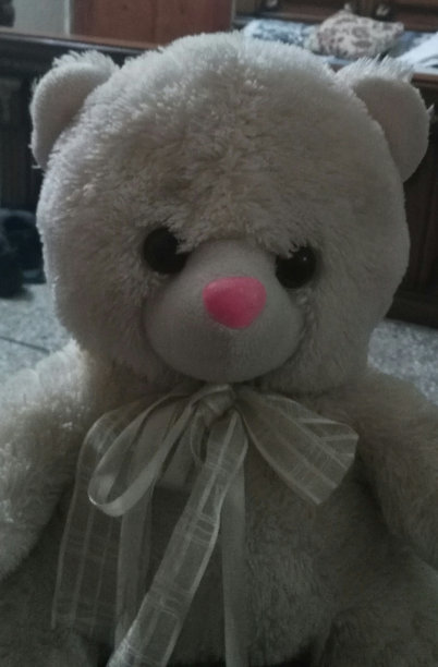 泰迪熊图片下载