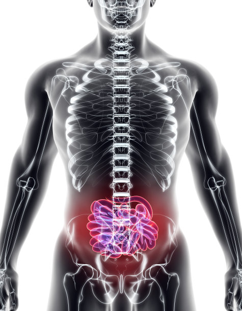 小肠的3D插图。图片下载