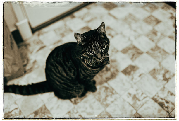 黑白照片的虎斑猫坐在厨房的格子地板上。图片下载
