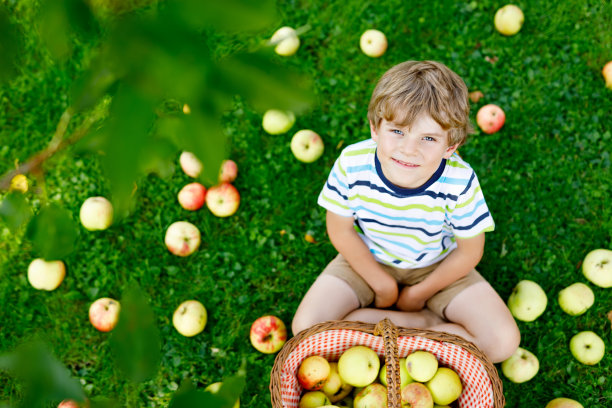 一个小男孩在秋天摘红苹果图片下载