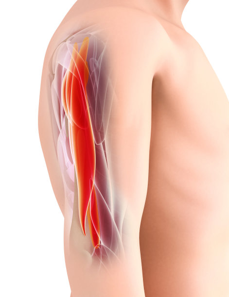 医学和科学图形背景，三头肌3d插图。图片下载