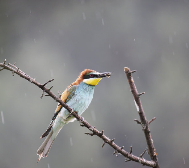 欧洲食蜂鸟图片下载