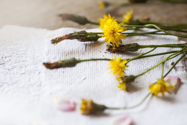 黄色的蒲公英花在一张纸上作为复制空间-复古效果风格图片，情书背景，浪漫的花和信，爱情背景，情人节图片下载