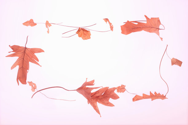 叶子框架图片下载