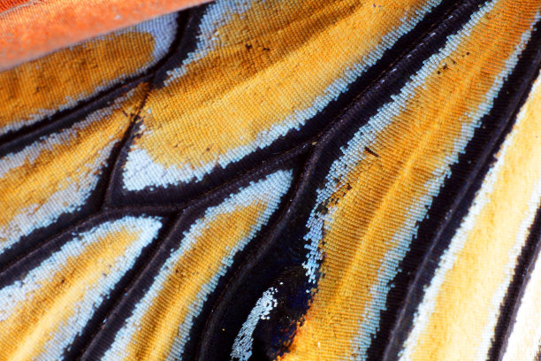 极端宏观的蝴蝶翅膀纹理图片下载