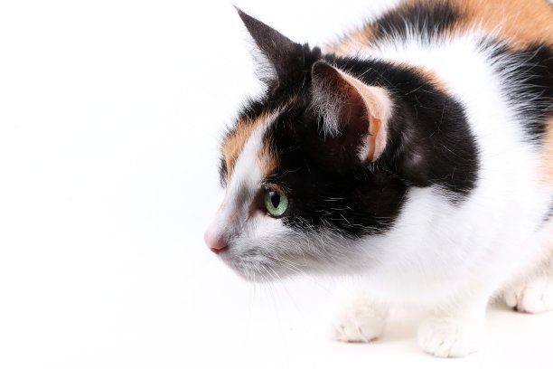 录音室里的"幸运之猫"图片下载