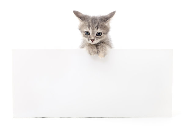 小猫与空白。图片下载