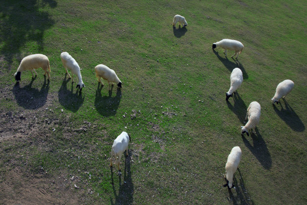 农场的羊吃草图片下载