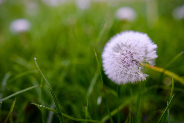 绿色田野上的空气蒲公英。春天图片下载