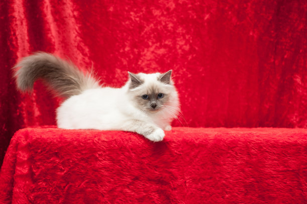 猫Retrato图片下载