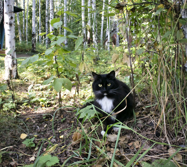 草地上的猫图片下载