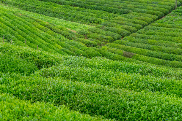 茶园景观，Rize，土耳其图片下载