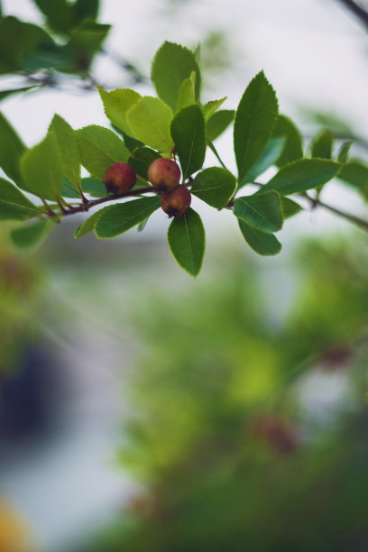 秋天自然背景的绿色色调与红色山楂浆果素材图片