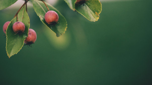 秋天自然背景的绿色色调与红色山楂浆果素材图片