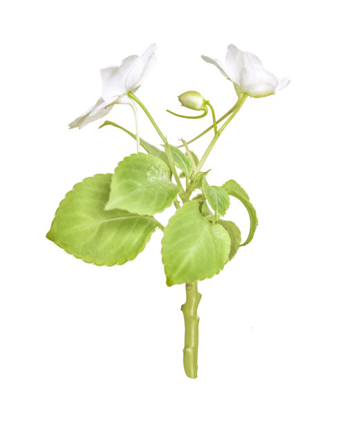 白花映衬白底图片下载