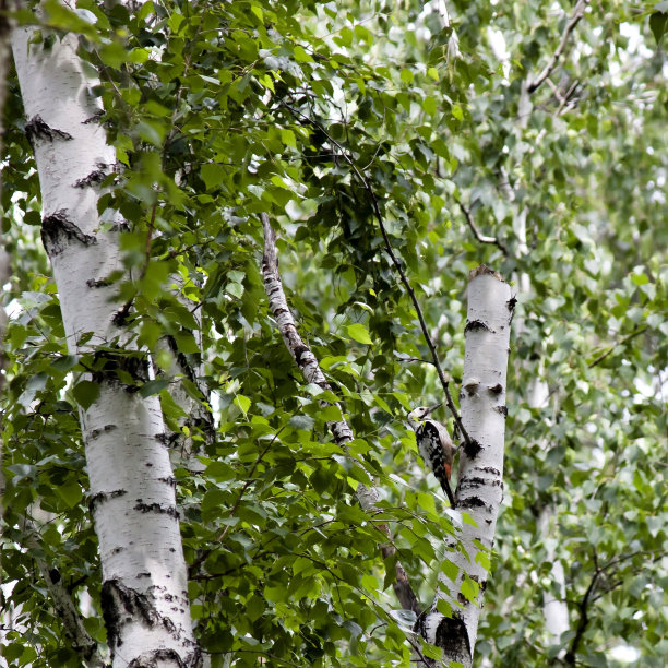啄木鸟坐在树干上图片下载