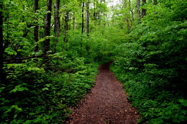 森林中的路图片下载