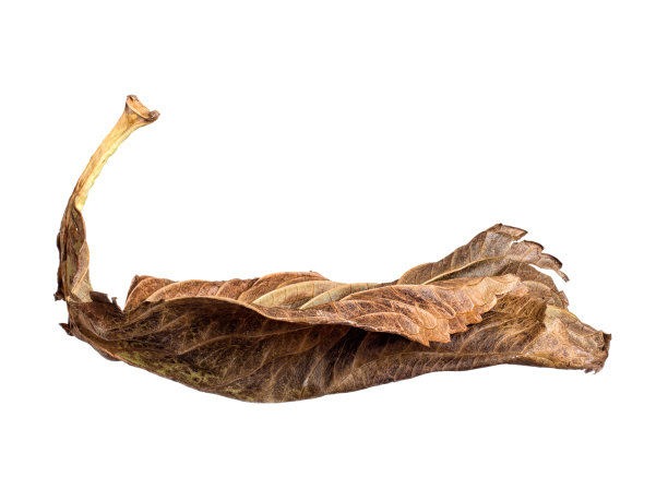 秋色褐叶，孤芳自赏。图片下载