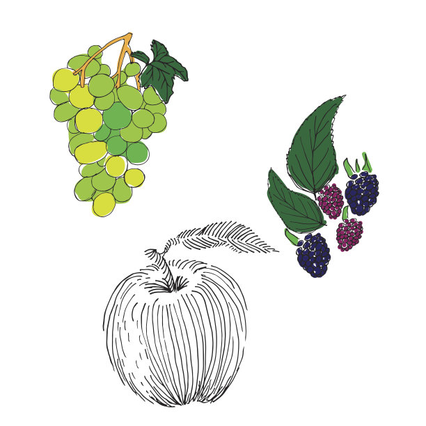 露莓、葡萄和苹果手绘套装图片下载
