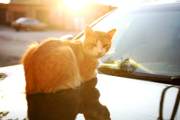 红色的猫图片下载