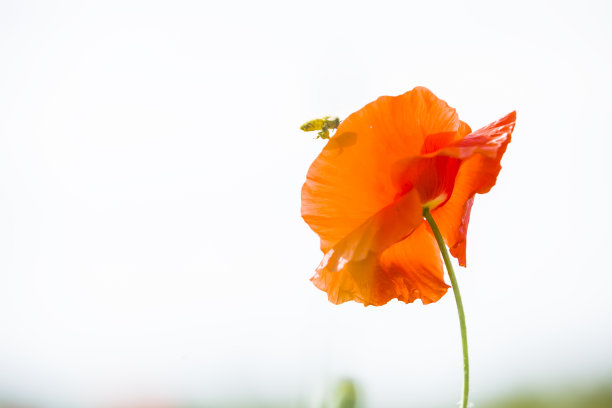 虞美人图片下载