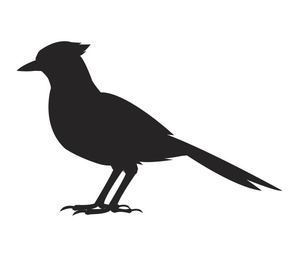 黑白相间的鸟图案图片下载