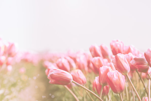 荷兰的郁金香田图片下载