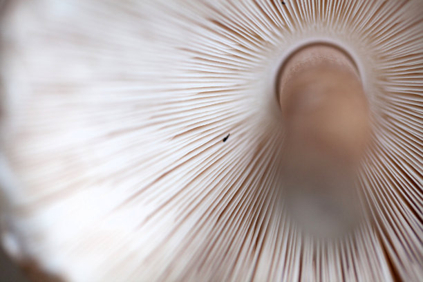 蘑菇叶片图片下载