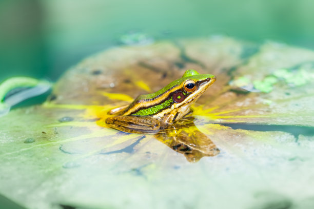 荷叶上的绿色青蛙。素材图片