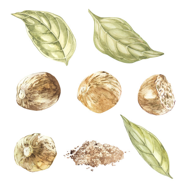 Nutmeeg集。水彩手绘插图。植物图孤立在白色背景上。图片下载