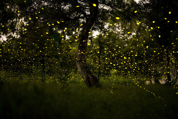 萤火虫图片下载