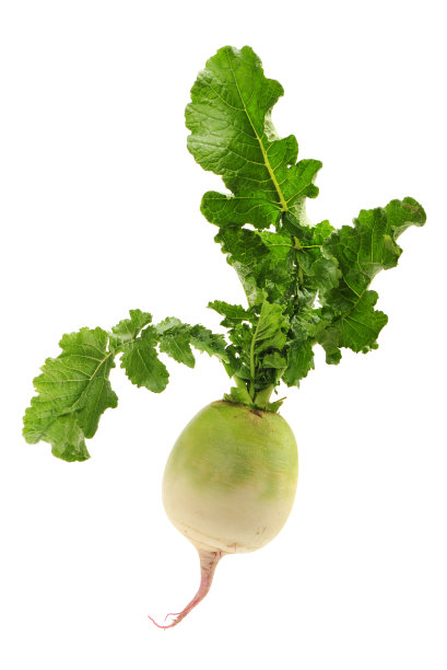 忠诚萝卜在白色的背景图片下载