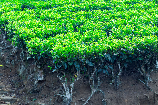 斯里兰卡锡兰茶园的田野。图片下载