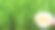 微型绿色种植全景麦草叶片勺红小麦浆果图片下载