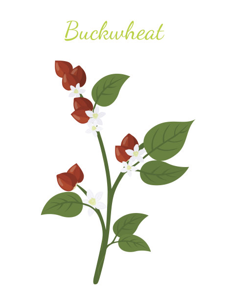 荞麦植物，谷类，素食。平的风格。矢量图图片下载